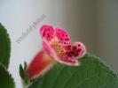 Kohleria Lucky Lucifer 6