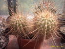 62-Trichocereus ?
