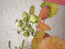 Capsuni pt orice anotimp