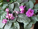 P1170235