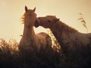 Nuzzling Wild Camargue Horses, Bouches-du-Rhone, France