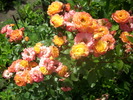 DSCI0283