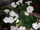 Gloxinii albe