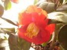 camelia japonica