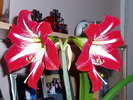 crin amaryllis