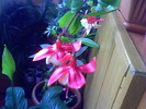 Picture 007