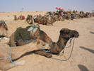 Camile in Sahara Tunisiana