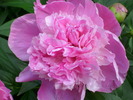 DSCI0692