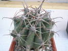 Ferocactus cylindraceus