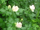 DSCI0135