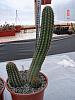 Trichocereus schickendantzii