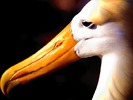 webshots377