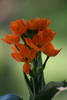 Ornitogalum
