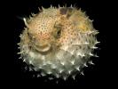 puffer