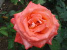 Rose Artistry (2009, May 29)