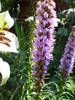 liatris