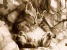 Pisi doarme