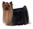 yorkshire_terrier