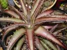 Dykia