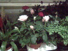Imag019