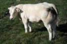taur-blanc-bleu-belge