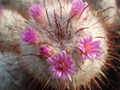 Mammillaria bombycina