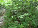 DSCF6021
