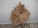 Rotari