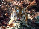Tiger_08