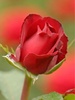 Red_Rose (3)