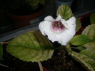 Gloxinia mov cu alb