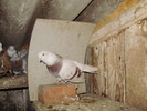 P9061605