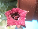 Huernia macrocarpa - 01.08