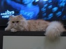 la tv
