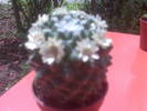 mammillaria