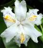 iris-japonica-flower 3