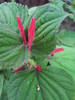 Salvia splendens (2009, June 23)