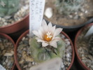 Turbinicarpus macrochele - 18.09