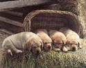 labrador-puppy-pictures