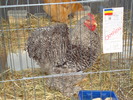 DSC04851