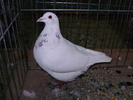 5318 t 1