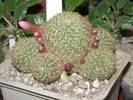 Rebutia perplexa