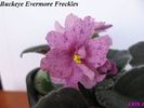 Buckeye Evermore Freckles 2009 jul 23