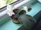 Streptocarpus alb