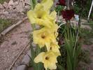 5gladiola galbena