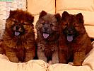 Chow Chow Puppies