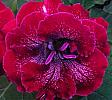 gloxinia