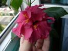 hiniscus ciclam involt