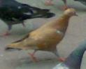 Copy of 23072008650