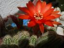 floare de Chamacereus